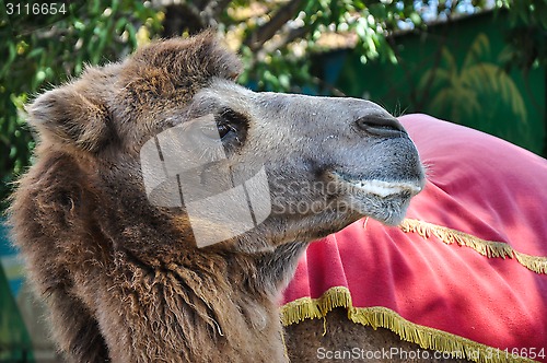 Image of The head of the camel