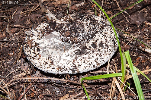 Image of White lactarius in the forest