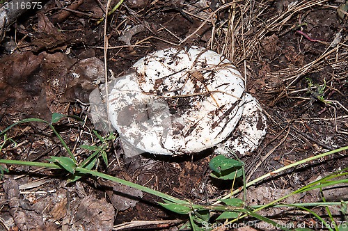 Image of White lactarius in the forest