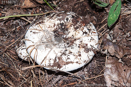 Image of White lactarius in the forest