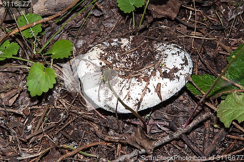 Image of White lactarius in the forest