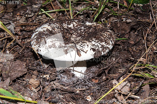 Image of White lactarius in the forest