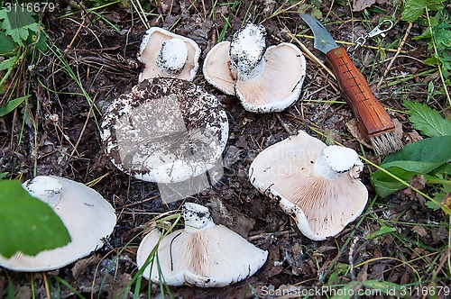 Image of White lactarius in the forest