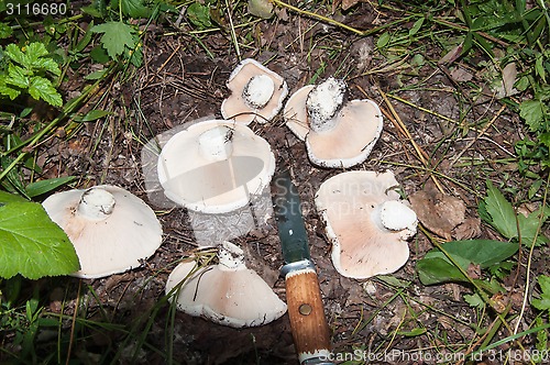 Image of White lactarius in the forest