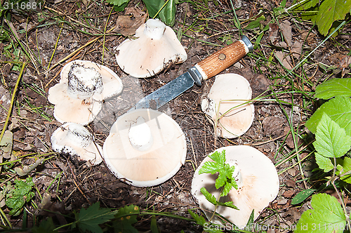 Image of White lactarius in the forest