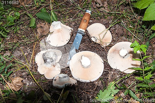 Image of White lactarius in the forest