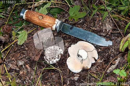 Image of White lactarius in the forest