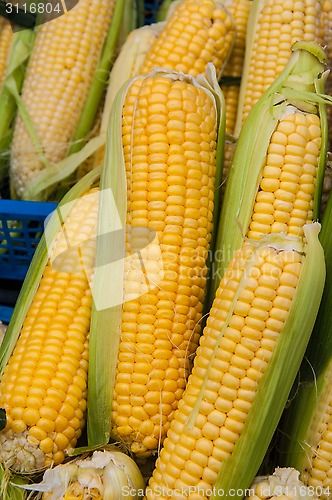 Image of Corn is on sale at the Bazaar