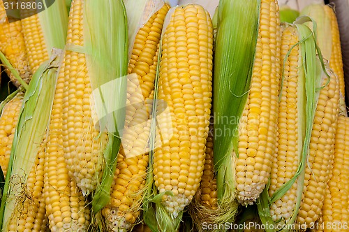 Image of Corn is on sale at the Bazaar