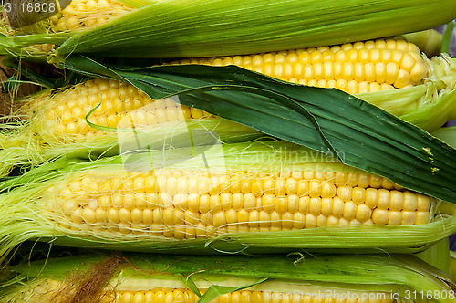 Image of Corn is on sale at the Bazaar