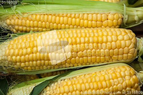 Image of Corn is on sale at the Bazaar