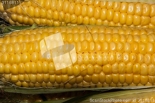 Image of Corn is on sale at the Bazaar