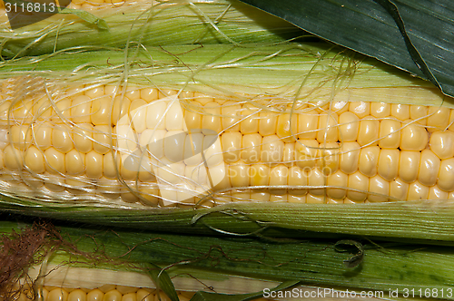 Image of Corn is on sale at the Bazaar