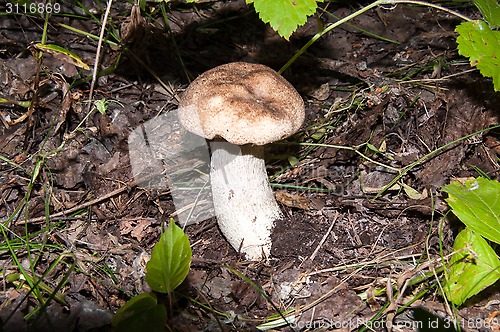 Image of Orange-cap boletus in the forest