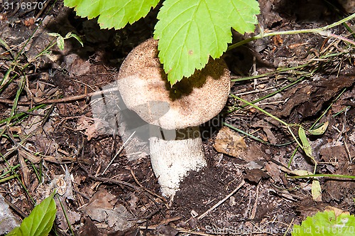 Image of Orange-cap boletus in the forest