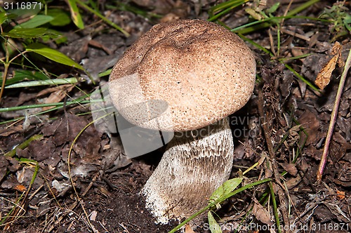 Image of Orange-cap boletus in the forest