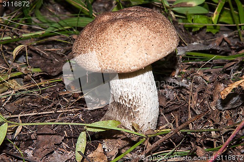 Image of Orange-cap boletus in the forest