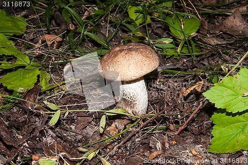 Image of Orange-cap boletus in the forest