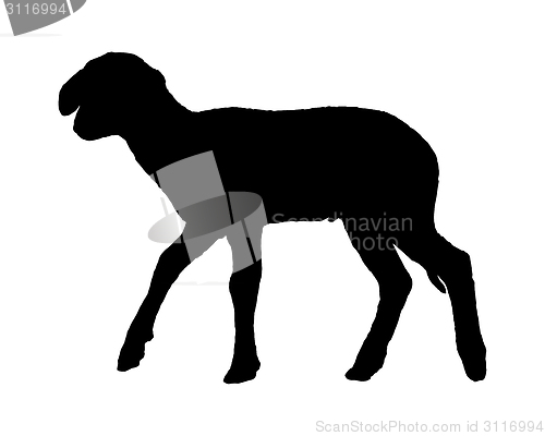 Image of Lamb on white