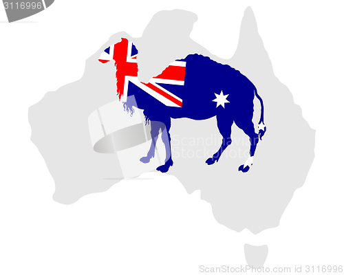 Image of Australian camel