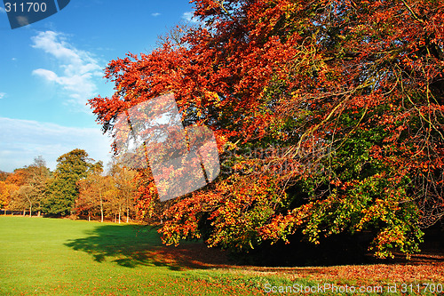 Image of Beautiful Autumn Scene