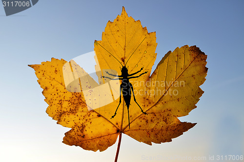 Image of Maple leaf with bush cricket