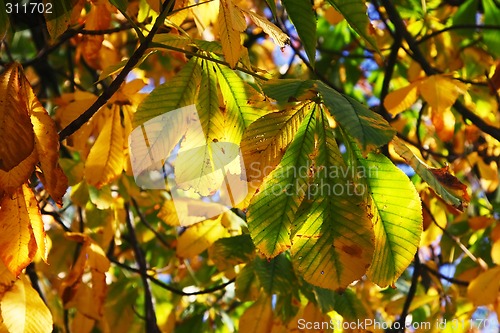 Image of Horse Chestnut in Autumn