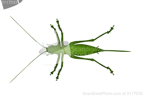 Image of Bush cricket summer foliage