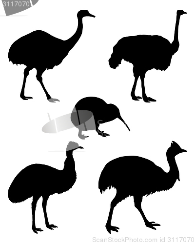 Image of Ratites of the world 