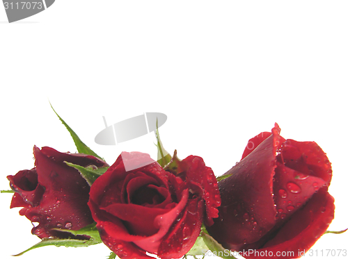 Image of Red roses on the  bottom edge of a white background 