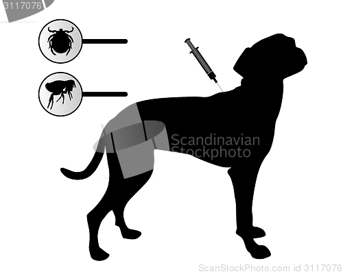 Image of Dog gets an inoculation against fleas and ticks on white