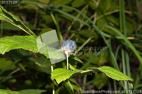 Image of BlackBerry forest