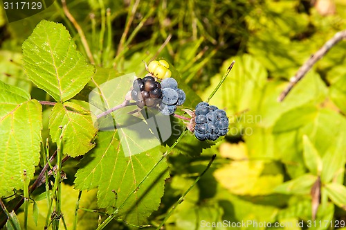 Image of BlackBerry forest