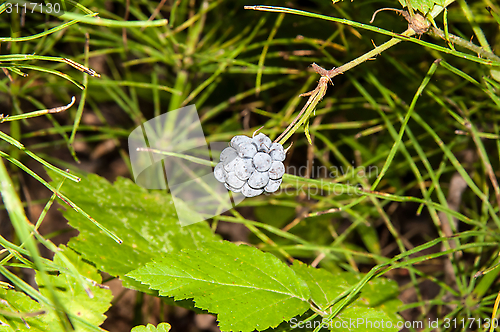 Image of BlackBerry forest