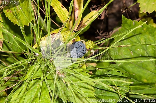 Image of BlackBerry forest