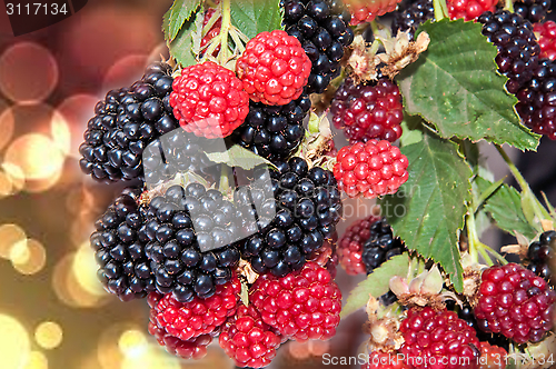 Image of BlackBerry garden