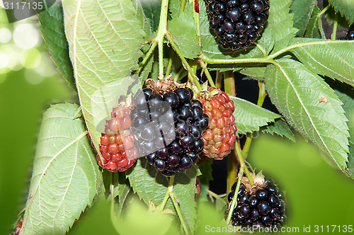 Image of BlackBerry garden