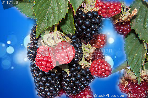 Image of BlackBerry garden