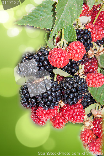 Image of BlackBerry garden