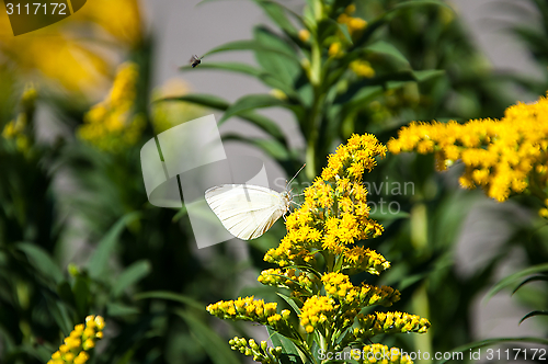 Image of Cabbage white butterfly