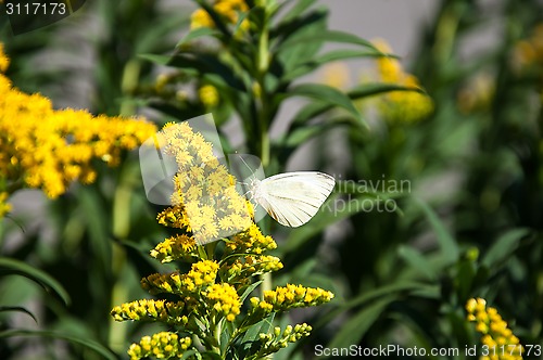 Image of Cabbage white butterfly