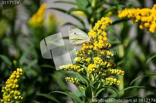 Image of Cabbage white butterfly