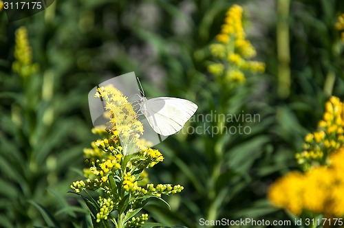 Image of Cabbage white butterfly