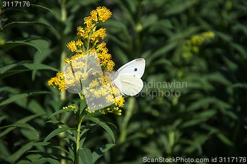 Image of Cabbage white butterfly