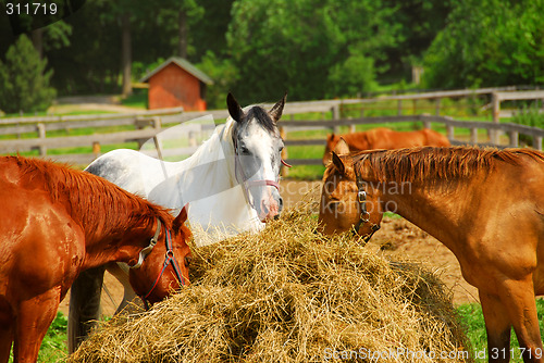 Image of Horses at the ranch