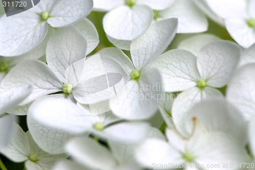 Image of White flower macro