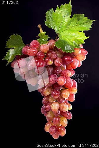 Image of Grape cluster with leaves isolated