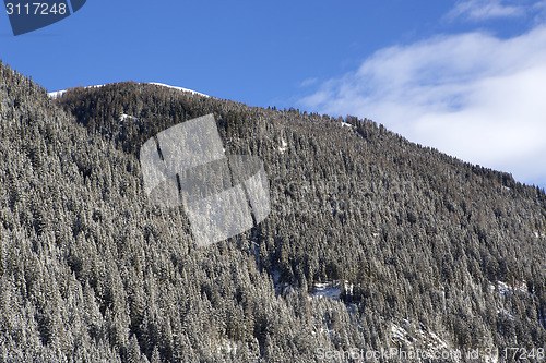 Image of Snowy fir trees on a mountain