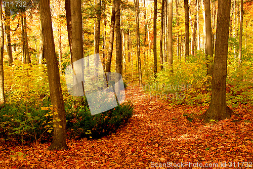 Image of Fall forest landscape