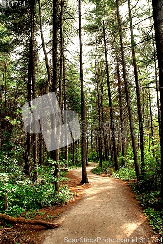 Image of Forest trail